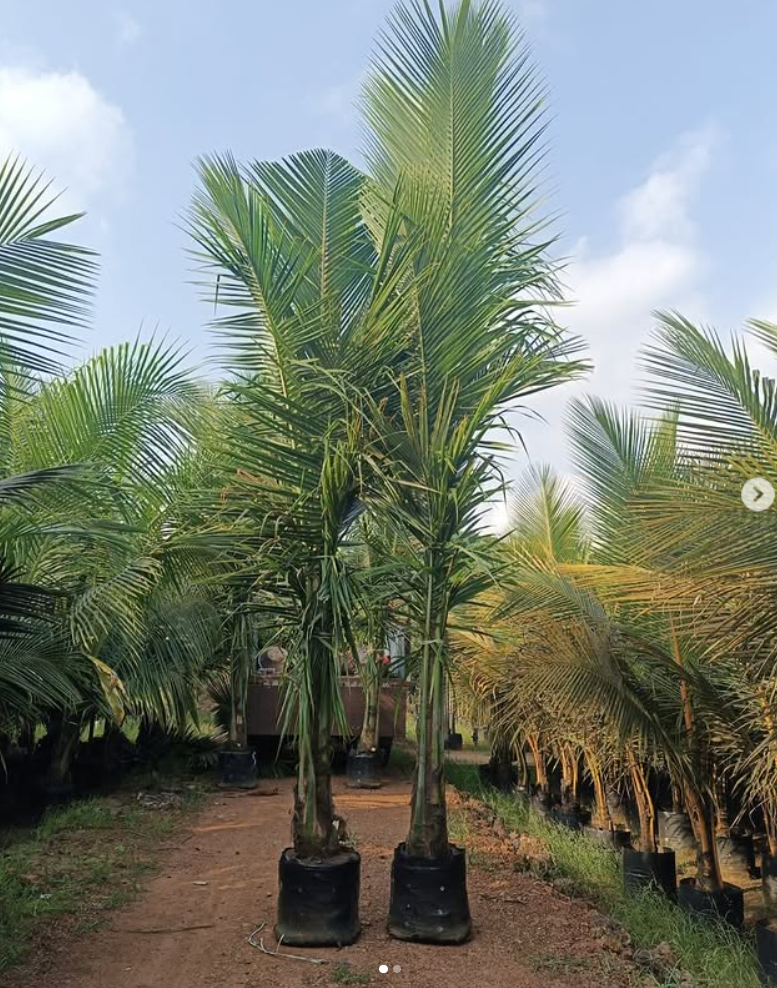 DYPSIS DECARYI
